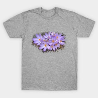 purple crocuses, crocus, spring flowers, bloom T-Shirt